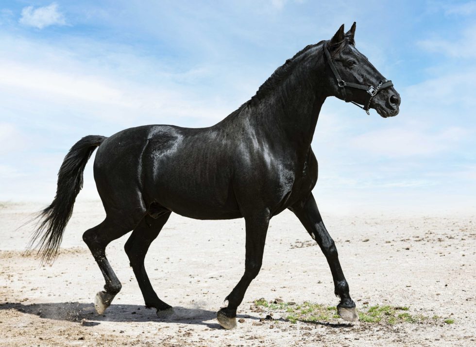 portrait of a black stallion in the nature