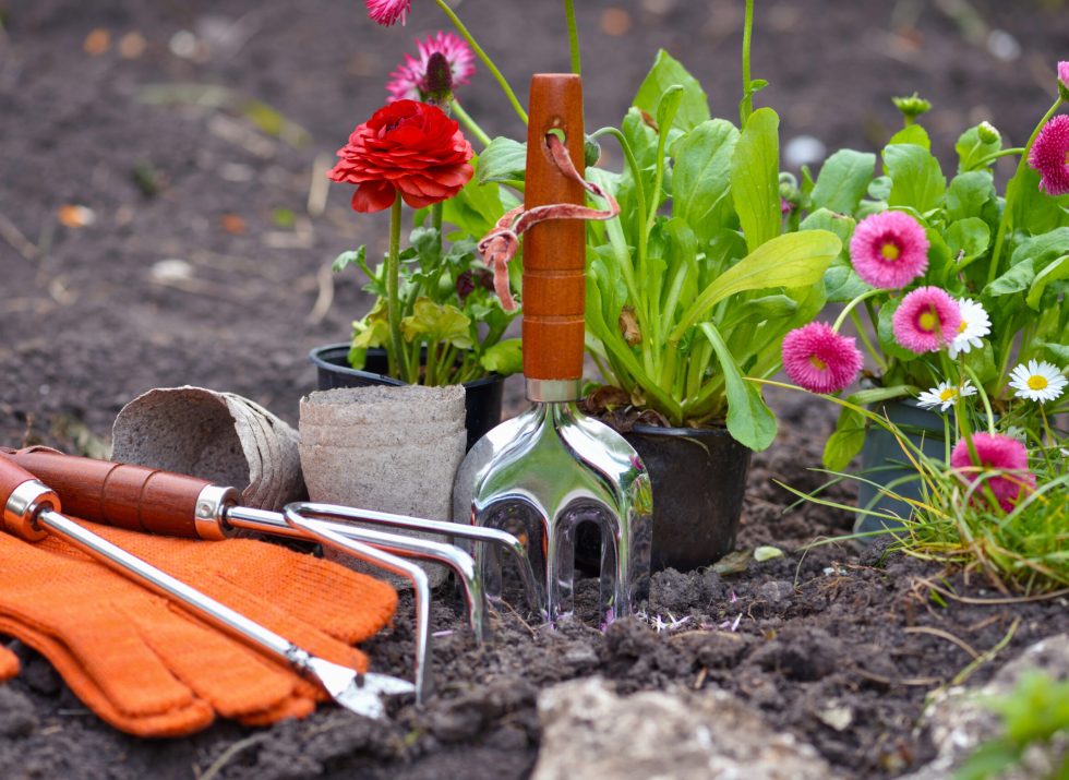 Gardening tools and spring flowers in the garden. Gardening concept.