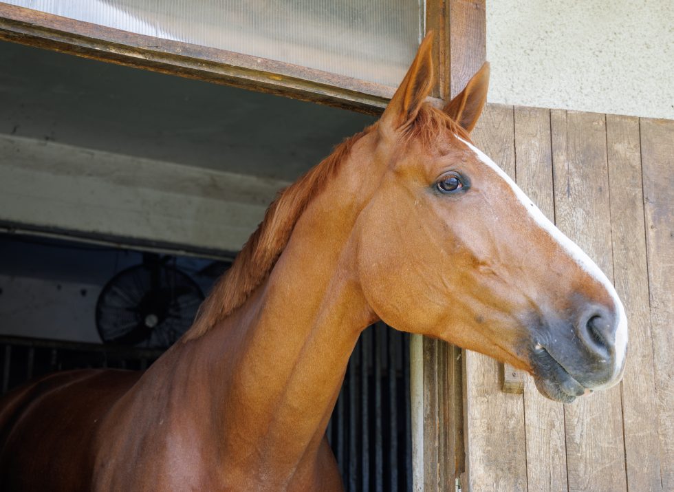 A proud muscular brown horse with a shiny dark short mane sticks its head out of the window, and stands in its stall in a sporty professional clean stable with equestrian horses