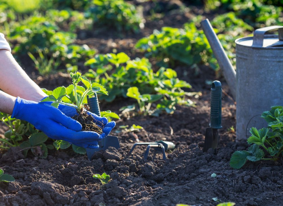 planting strawberries in the garden - hands holding a seedling, watering can and shovel in the background